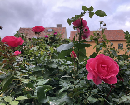 Pink roses in front of two small houses on Gotland.